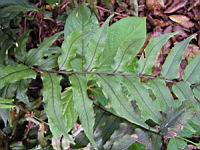 Cyrtomium Fortunei (J. Sm.) (fam Aspidiacees) (Chine, Japon) (1) (Photo F. Mrugala)